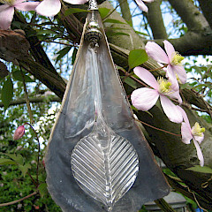 Mooi tussen de Clematis in de appelboom